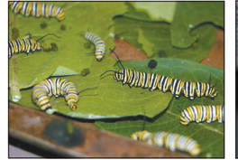 Butterfly lady acts  as mother to declining monarchs