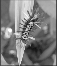 The moth and the milkweed