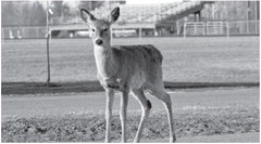 Have a successful and safe hunting season Have a successful and safe hunting season