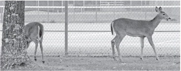 Taylor County hunters strongly urged to submit deer for CWD testing