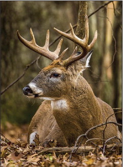 Late start, storms contribute to drop in deer harvest Late start, storms contribute to drop in deer harvest