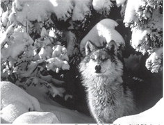 Put wolf management in state’s hands