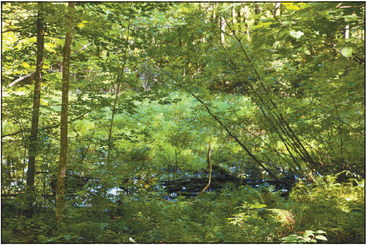 Cornell home to hidden gem with nature preserve