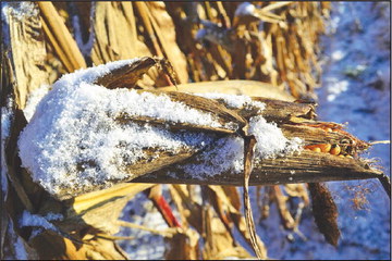 For beleaguered farmers, it can’t get any worse than 2019