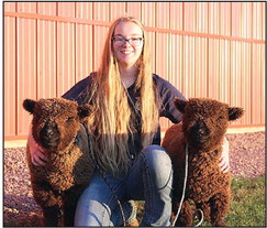 Babydoll sheep are focus of Loyal FFA member’s SAE project