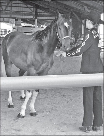From wild to best friend: SAE success From wild to best friend: SAE success