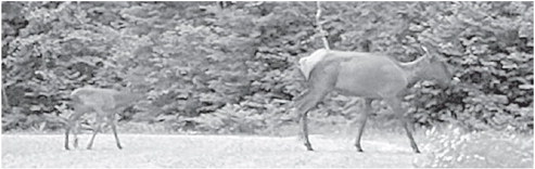 Four Wisconsin hunters drawn for state’s third managed elk hunt