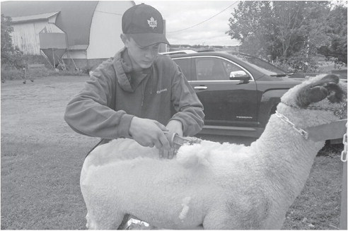 Eckert has learned to show lambs from the ground up