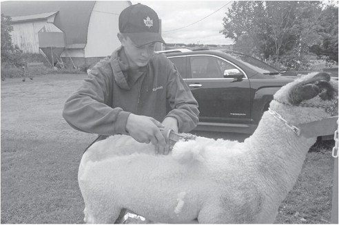Eckert has learned to show lambs from the ground up Eckert has learned to show lambs from the ground up