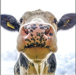 What is the future of Marathon County ag? What is the future of Marathon County ag?