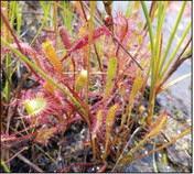 Rare species last seen 40 years ago among finds by  DNR plant detectives