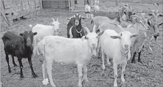 Chica Acres turns hobby goats into handmade goods