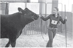 Drier sisters working to build market steer dynasty
