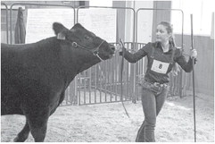Drier sisters working to build market steer dynasty Drier sisters working to build market steer dynasty