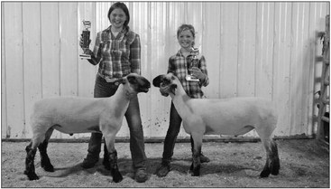Local youth do well at Clark Co. Market Lamb Show Local youth do well at Clark Co. Market Lamb Show