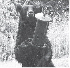 Baiters to open Wisconsin’s bear hunt on Wednesday Baiters to open Wisconsin’s bear hunt on Wednesday