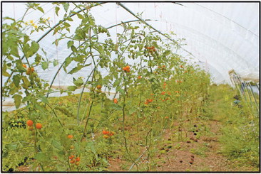Stacker City Farms brings garden produce to Cornell Stacker City Farms brings garden produce to Cornell