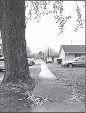 Abby grapples with trees in public right-of-way Abby grapples with trees in public right-of-way
