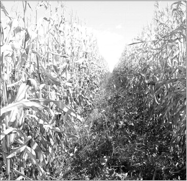 This fall, after the corn …. This fall, after the corn ….