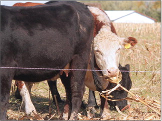 A cover crop success story A cover crop success story