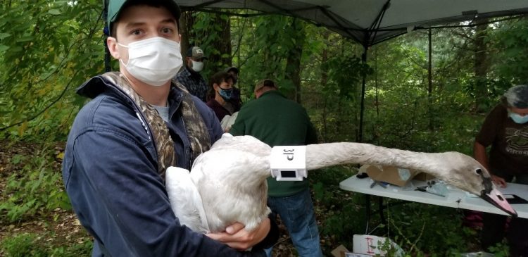 GPS collars help track trumpeter swan comeback GPS collars help track trumpeter swan comeback