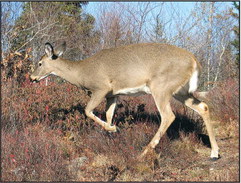 Deer have developed unique adaptations