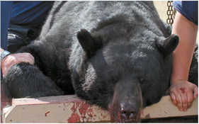 2020 Wisconsin bear season shows increased hunter success