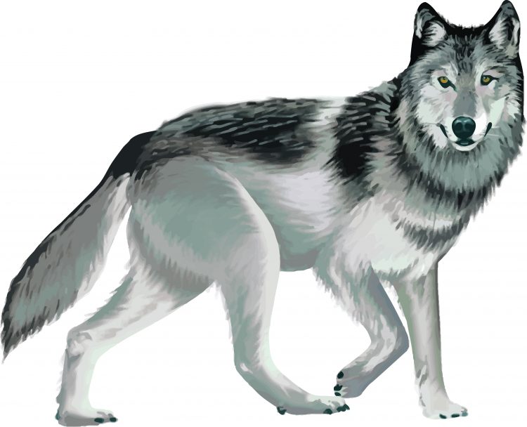 Wolf hunt discussion  to take place virtually