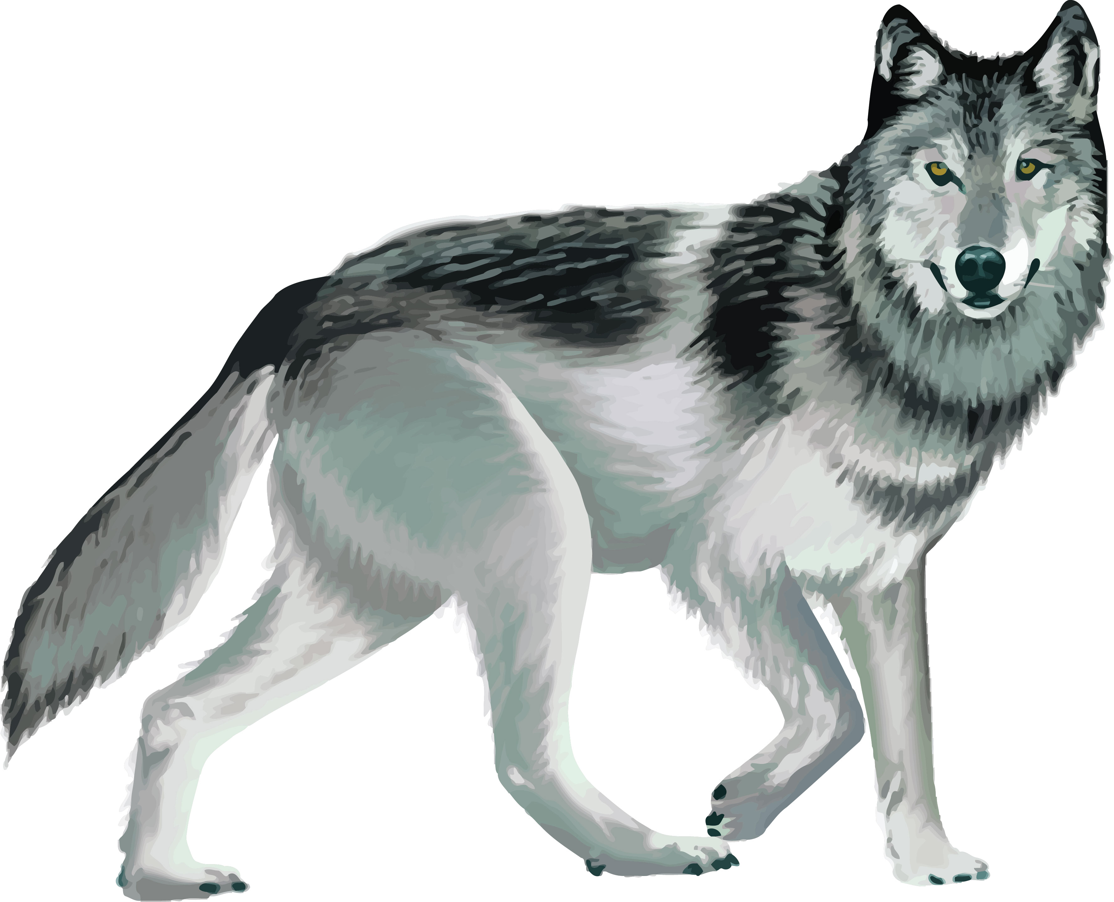 Wolf hunt discussion  to take place virtually