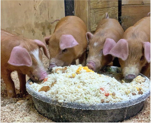 Medford school barn gives FFA members hands on farming experience