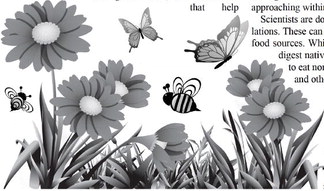 Plant native species to help bees, birds and butterflies
