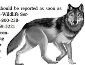Wisconsin continues to manage its wolf conflicts
