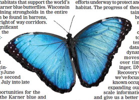 Volunteers sought for blue butterfly survey