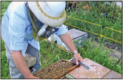 Three generations of beekeepers live the sweet life