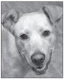 CLARK COUNTY HUMANE SOCIETY ‘ …. CLARK COUNTY HUMANE SOCIETY ‘ ….