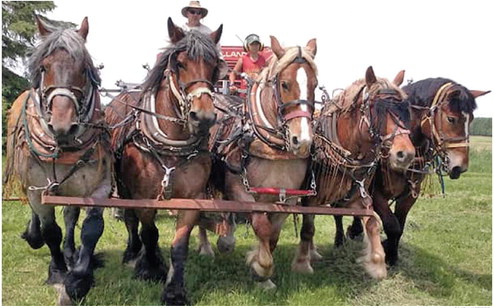 Taylor County farm to host national horse rendezvous