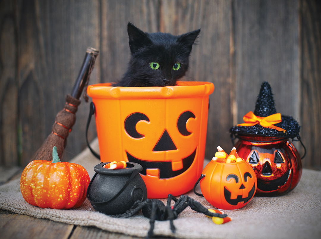 Cornell City Council; Halloween hours set for community’s enjoyment