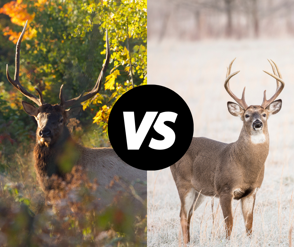 Watch for elk when hunting