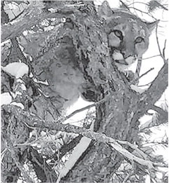 Jones lives his dream of hunting mountain lions out west Jones lives his dream of hunting mountain lions out west