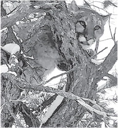 Jones lives his dream of hunting mountain lions out west