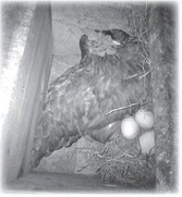 An Outdoorsman’s Journal