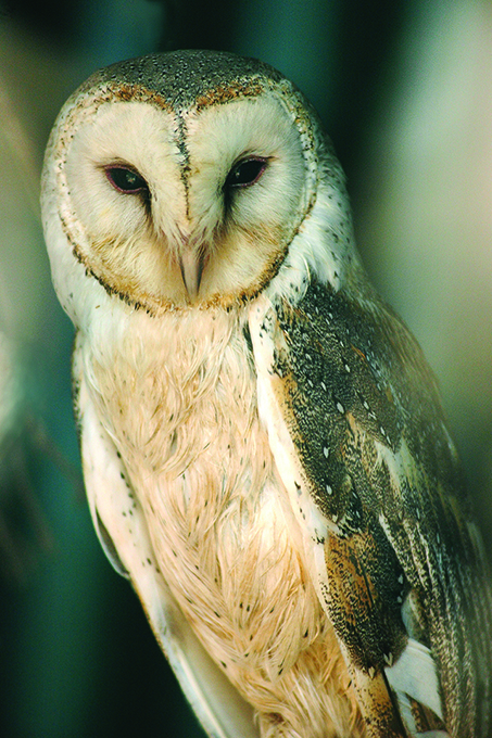 First barn owl nest documented in two decades First barn owl nest documented in two decades