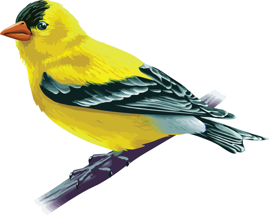 DNR Outdoor Bird Report