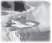 An Outdoorsman’s Journal