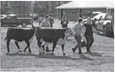 Northwoods Premiere Beef Show held May 14
