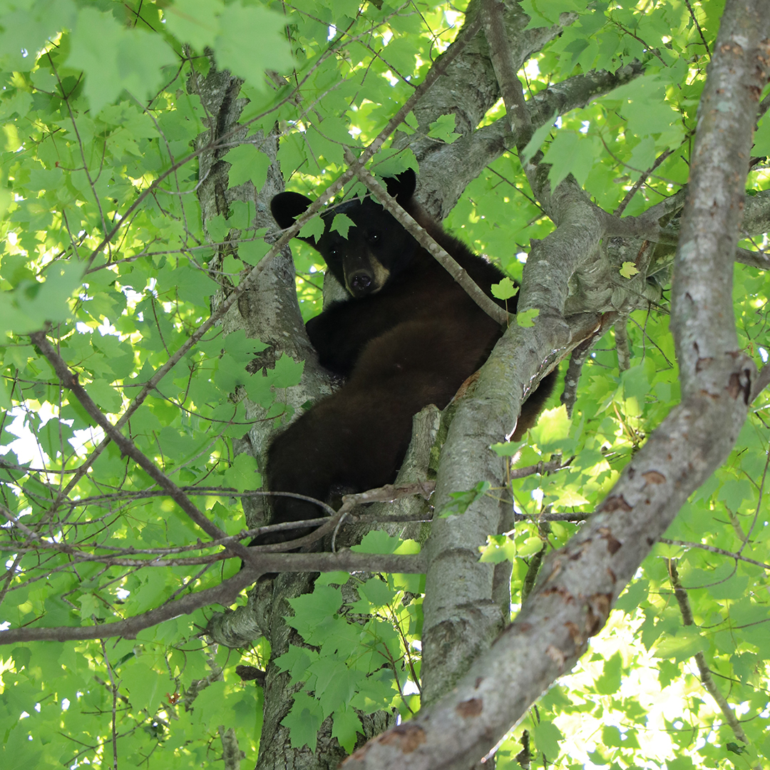 Bear encounters on the rise