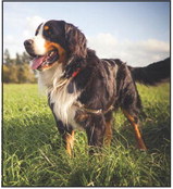 Pets need to stay safe in the sun this summer, too