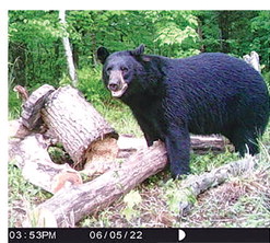 The lure of the bear The lure of the bear