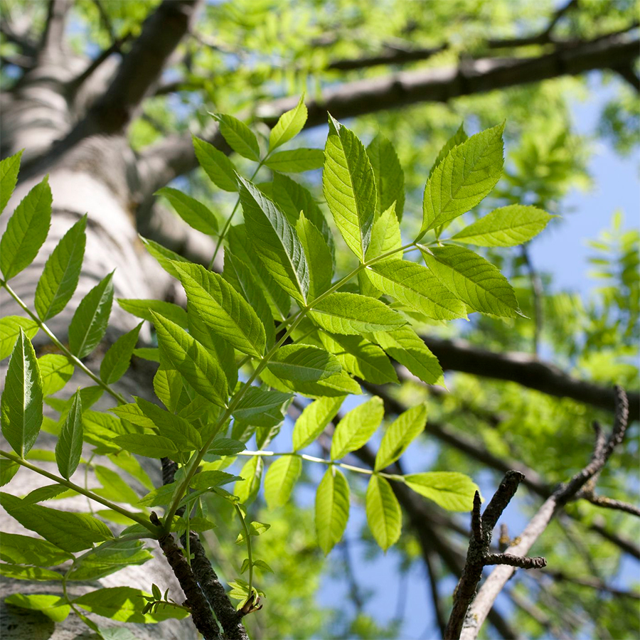 Avoid using ash trees for placing deer stands
