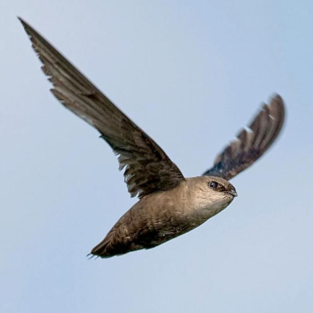 Chimney swift count needed before southern migration Chimney swift count needed before southern migration